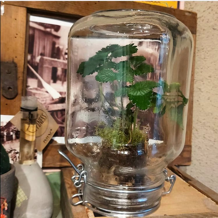 Crea un terrario, il tuo giardino sotto vetro