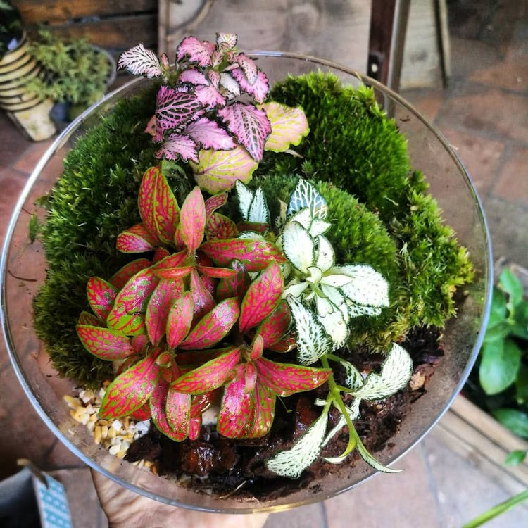 Crea un terrario, il tuo giardino sotto vetro