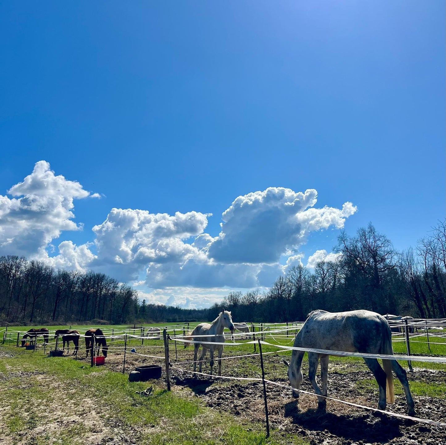 Horseback riding in unspoiled nature! - 1 hour