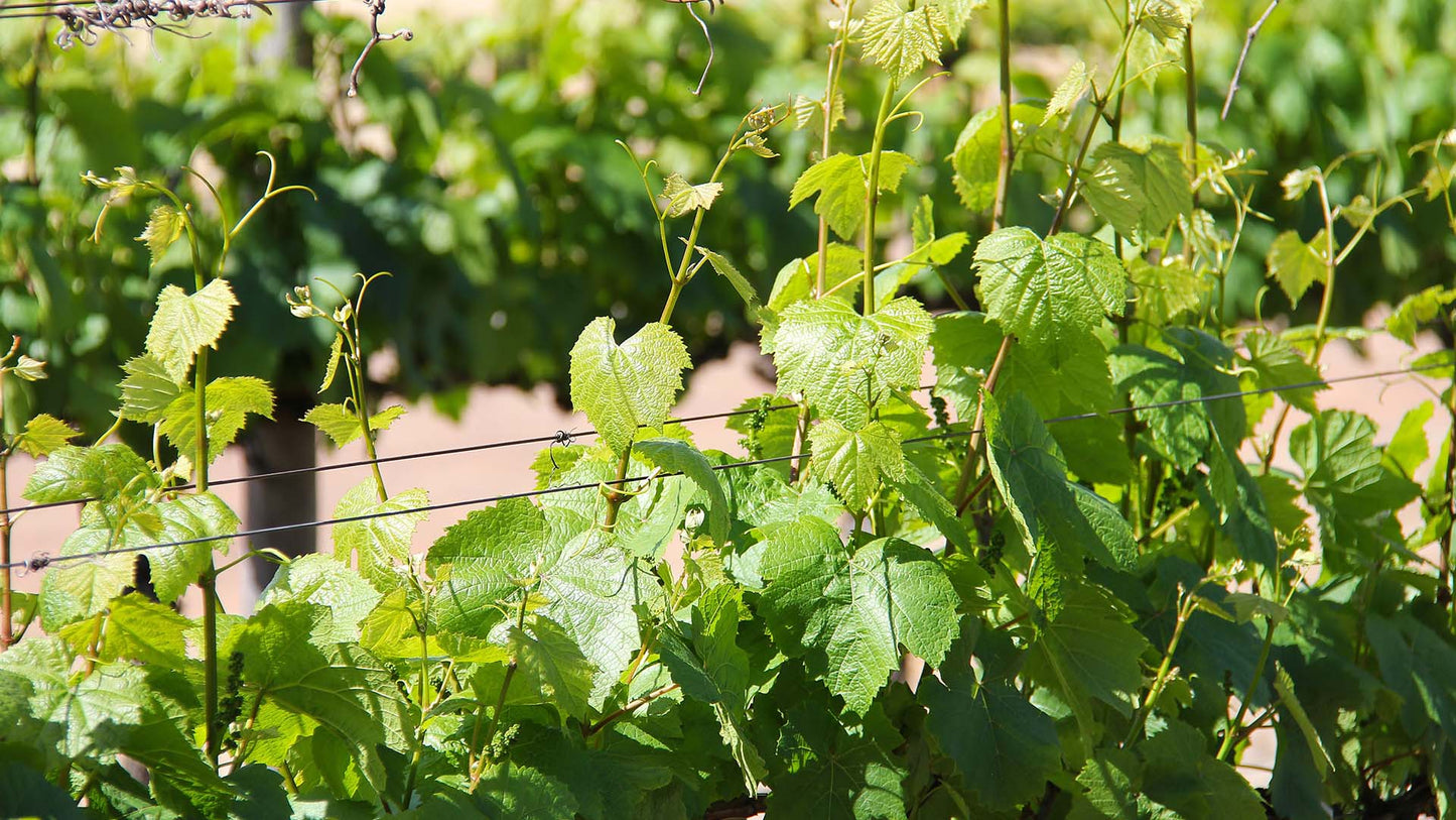 Discover the wines from Italy's greatest wine regions in an exclusive space in Como