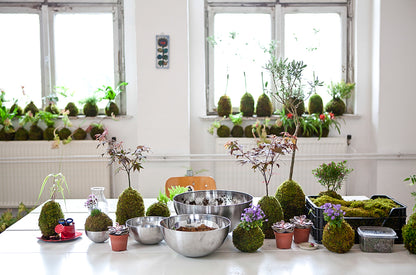 Crea la tua composizione botanica attraverso un workshop di Kokedama a Torino