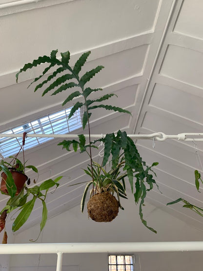 Scopri l’arte giapponese del kokedama in un workshop botanico a Milano