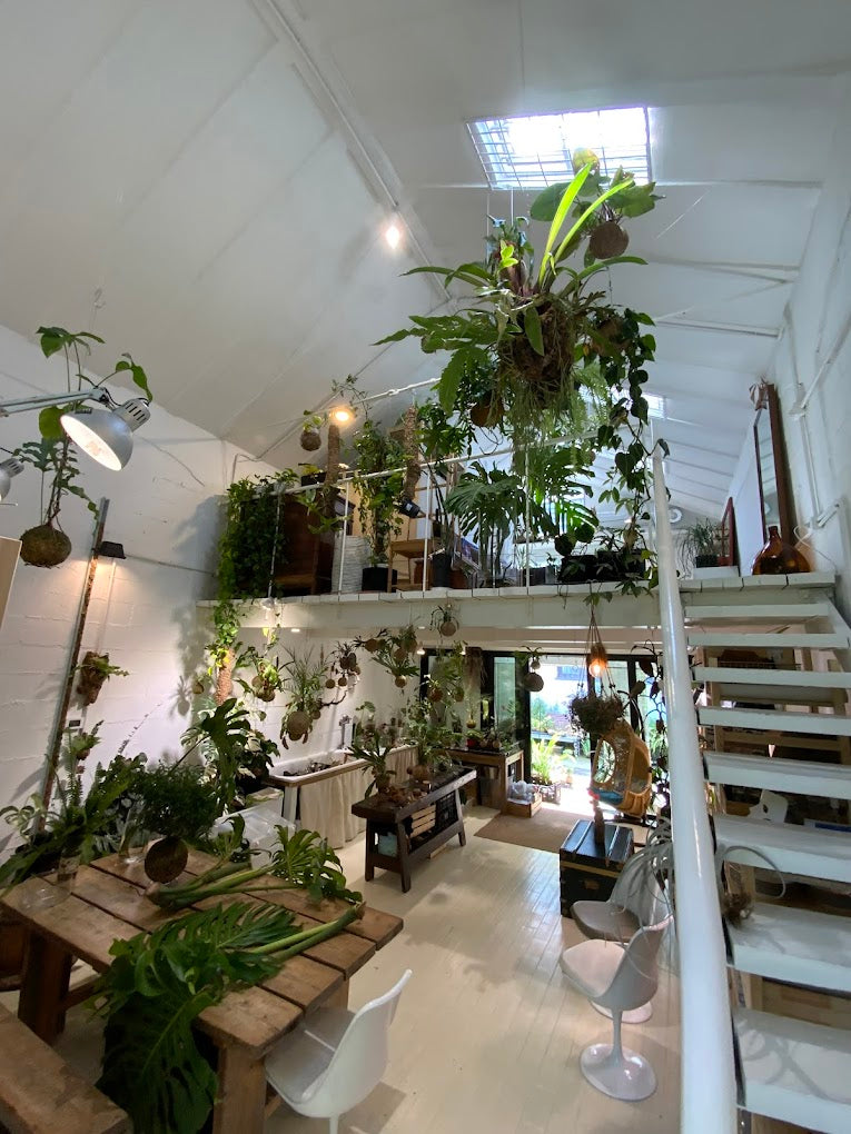 Scopri l’arte giapponese del kokedama in un workshop botanico a Milano