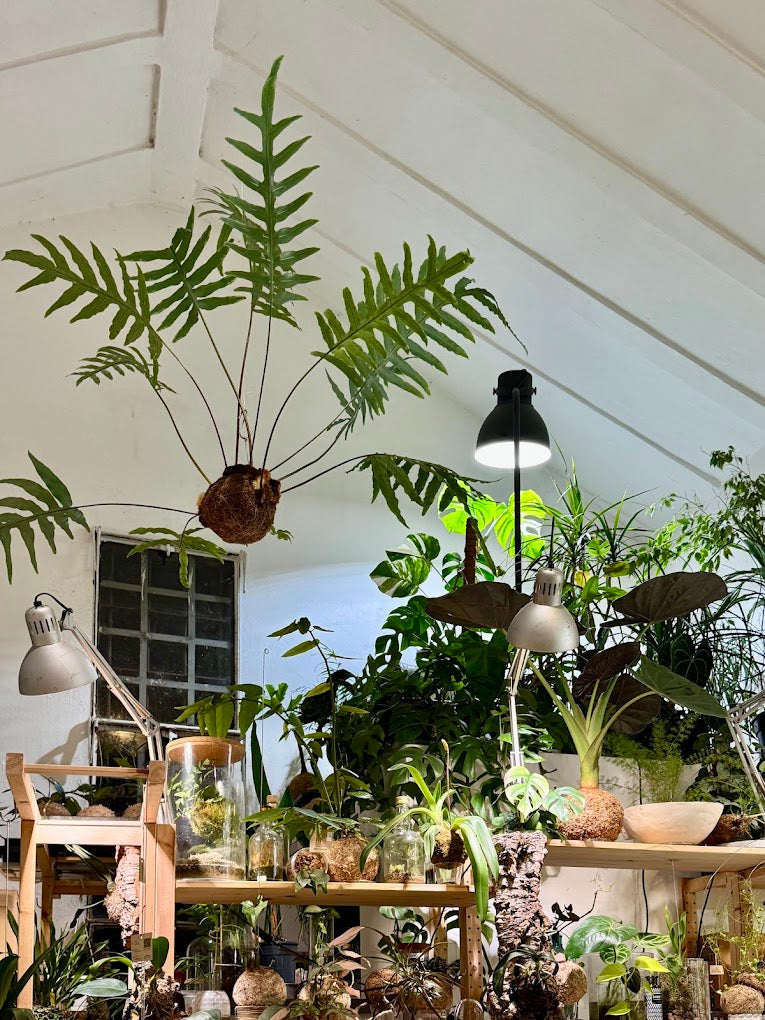 Crea il tuo terrarium in vetro o su corteccia in un atelier botanico a Milano