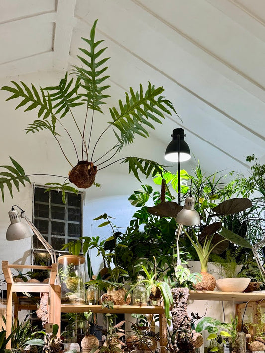 Scopri l’arte giapponese del kokedama in un workshop botanico a Milano