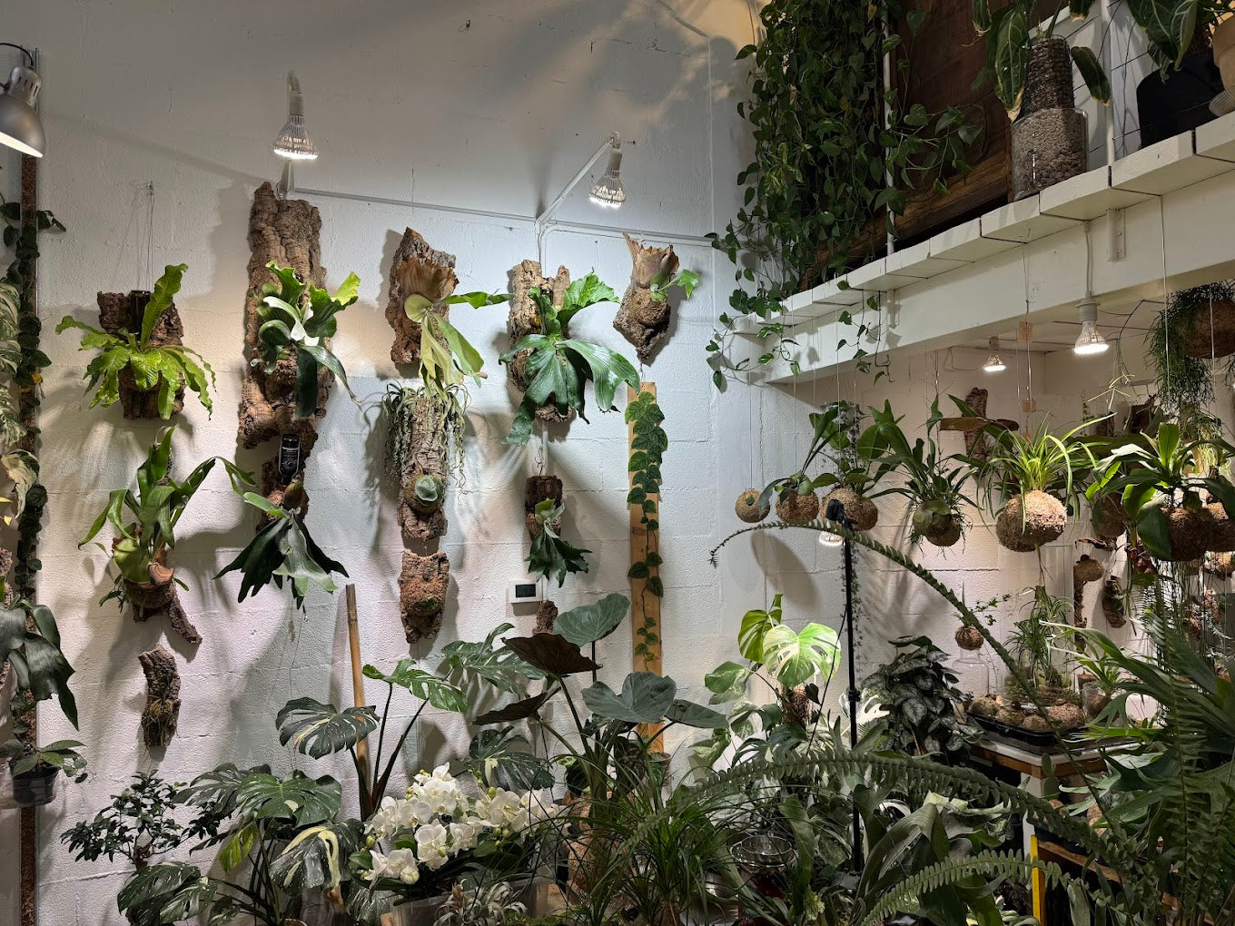 Crea il tuo terrarium in vetro o su corteccia in un atelier botanico a Milano