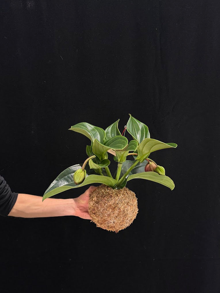 Scopri l’arte giapponese del kokedama in un workshop botanico a Milano