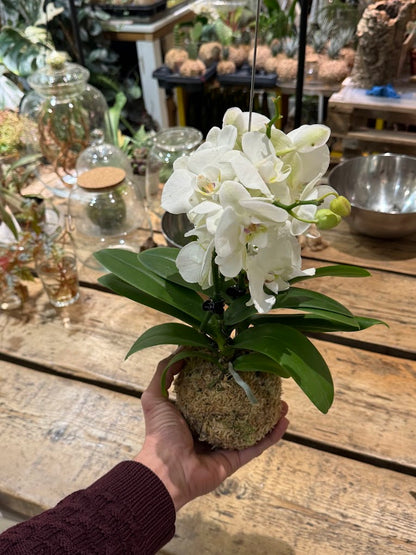 Scopri l’arte giapponese del kokedama in un workshop botanico a Milano