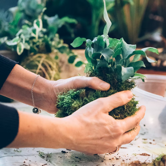 Crea il tuo Kokedama a Milano: workshop botanico giapponese
