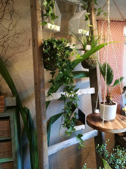 Make Your Own Kokedama: The Art of Floating Plants