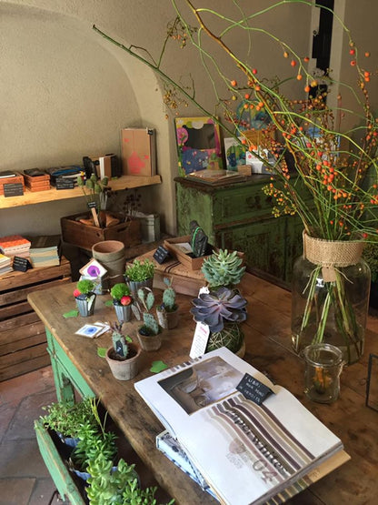 Make Your Own Kokedama: The Art of Floating Plants