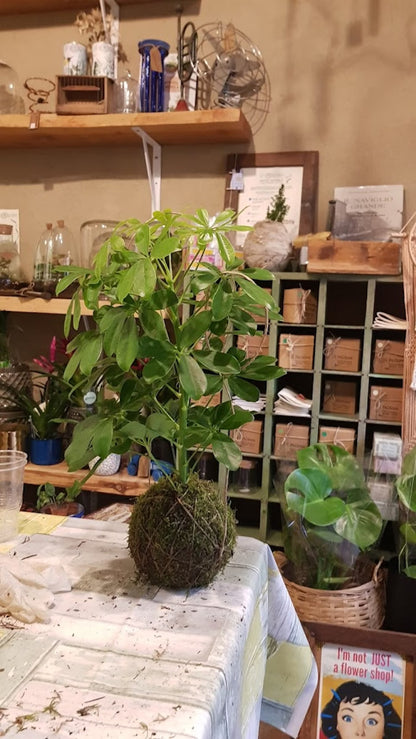 Make Your Own Kokedama: The Art of Floating Plants