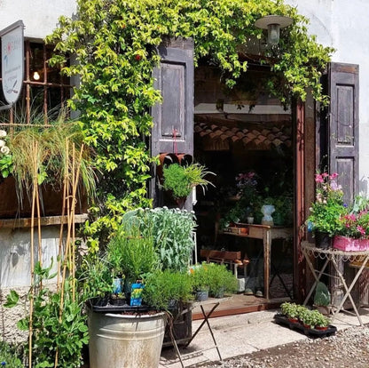 Make Your Own Kokedama: The Art of Floating Plants