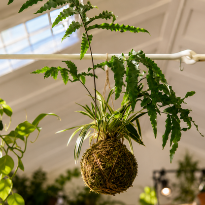 Create your glass or bark terrarium in a botanical workshop in Milan