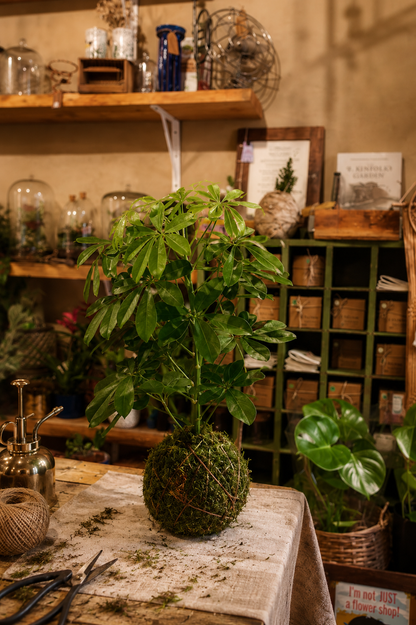 Discover the art of Kokedama with a Japanese botanical workshop in Milan