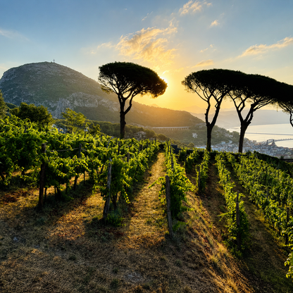 Discover the art of limoncello with a lemon tour through the lemon groves of Amalfi