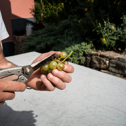 Esplora una cantina biodinamica tra Riomaggiore e Portovenere con degustazione