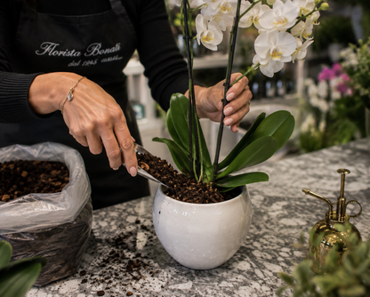Make your own kokedama with a botany expert