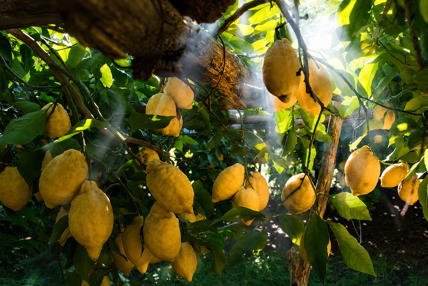 Scopri l’arte del limoncello con un lemon tour tra i limoneti di Amalfi