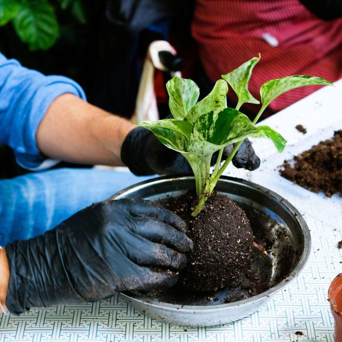 Scopri l’arte giapponese del kokedama in un workshop botanico a Milano