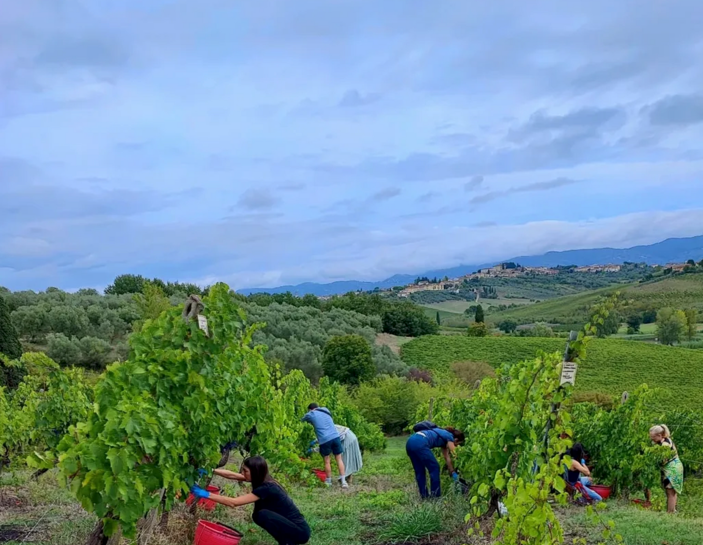 Degusta la pizza e abbinala al vino tra i vigneti di una cantina Toscana