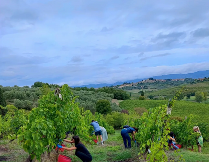 Degusta la pizza e abbinala al vino tra i vigneti di una cantina Toscana