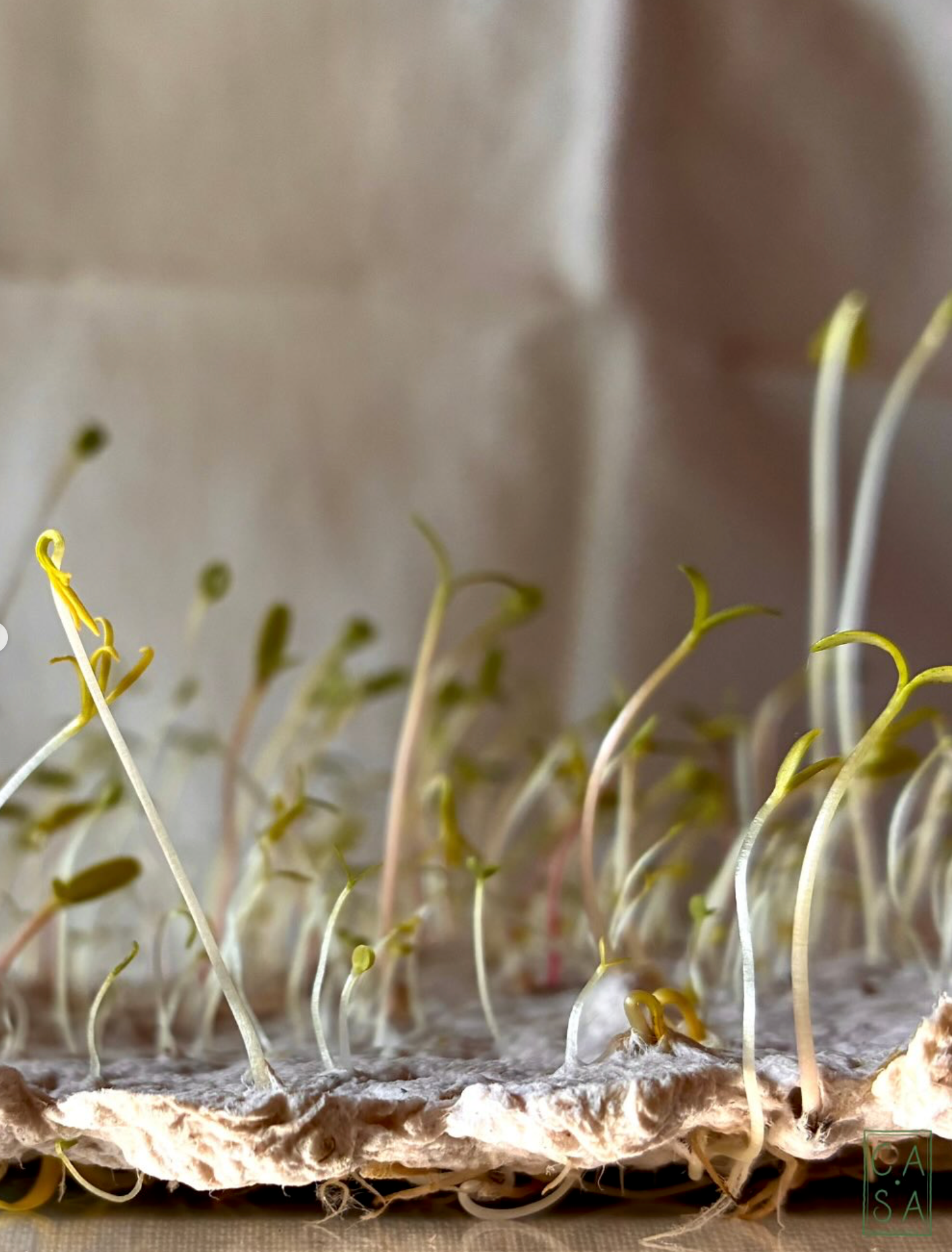 Create your handmade paper, between nature and matter in a creative workshop