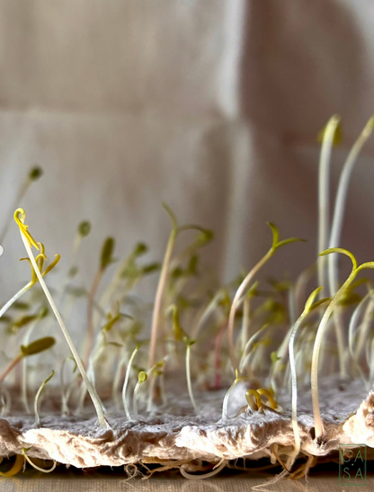 Create your handmade paper, between nature and matter in a creative workshop