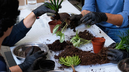 Scopri l’arte giapponese del kokedama in un workshop botanico a Milano