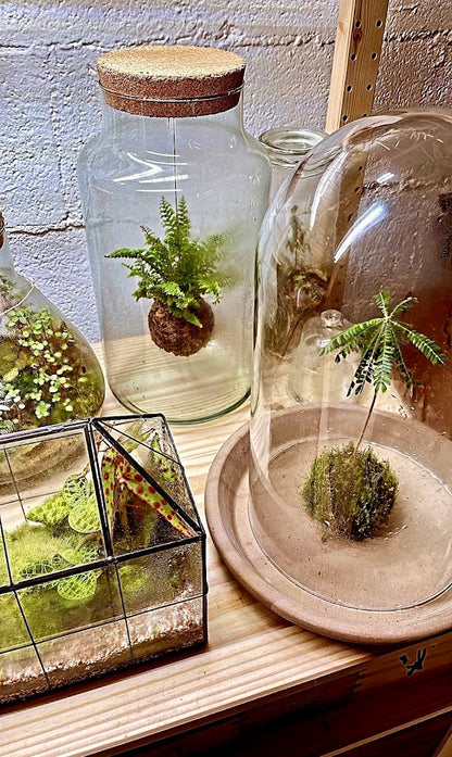 Crea il tuo terrarium in vetro o su corteccia in un atelier botanico a Milano
