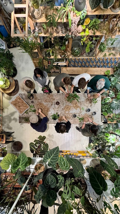 Scopri l’arte giapponese del kokedama in un workshop botanico a Milano